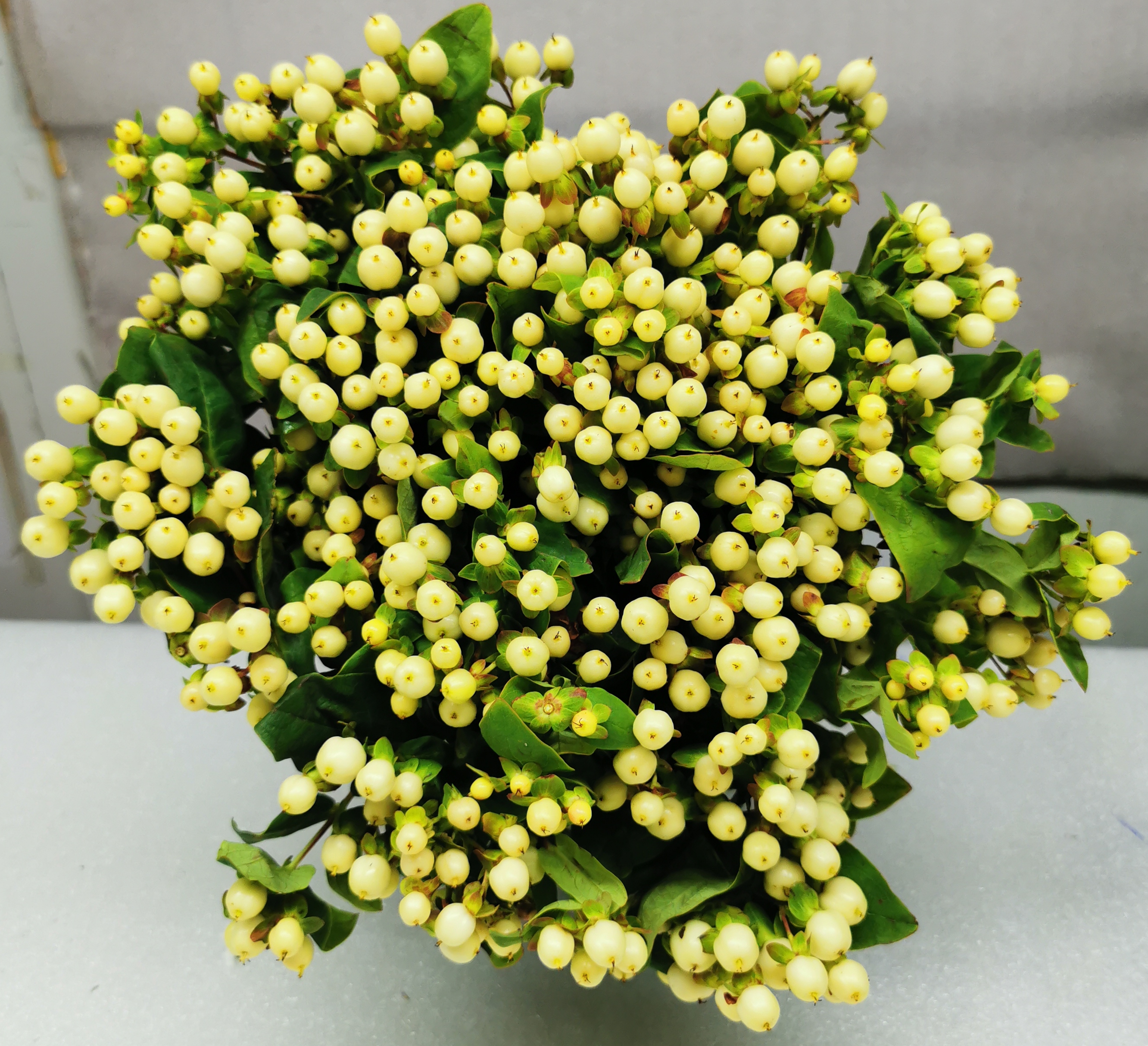 HYPERICUM MAGICAL SNOW PRINCE